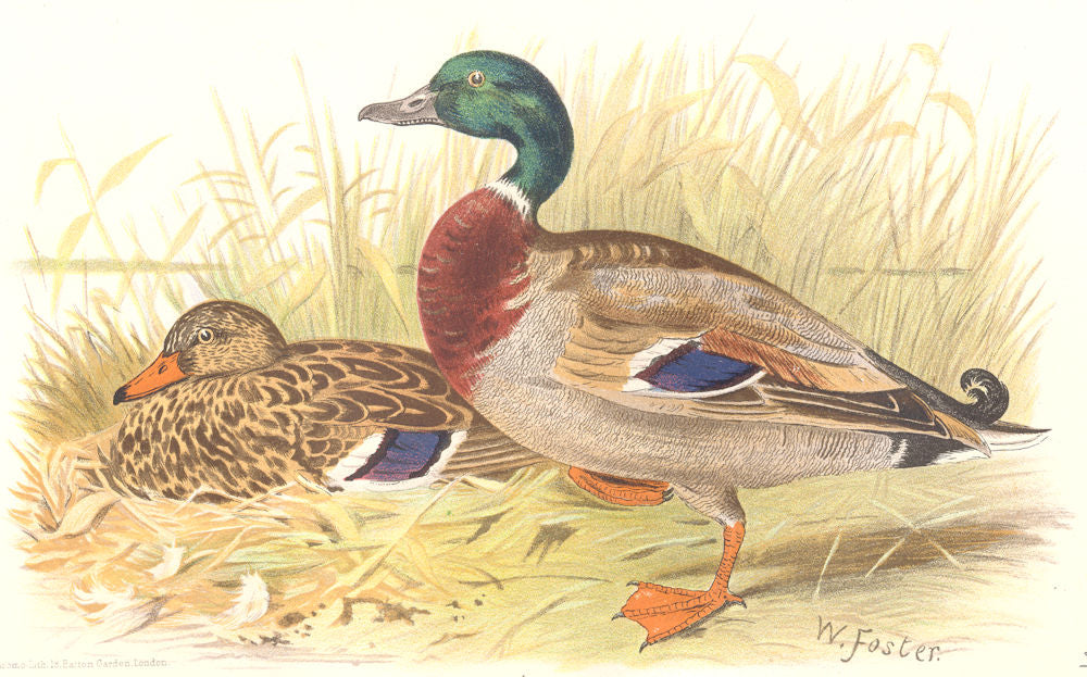 INDIAN GAME BIRDS. Mallard (Anas Boschas). Chromolithograph. FINN 1915 print